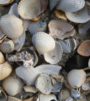 Herzmuscheln und Pelikanschnecke