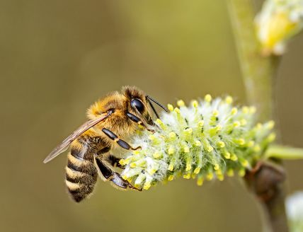 Eine Honigbiene auf einer Weiden-Blüte