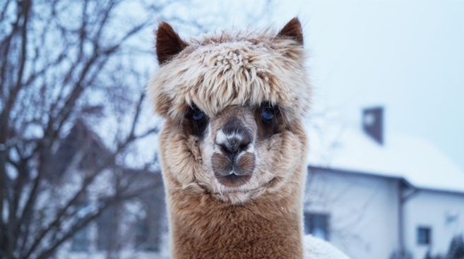 Ein Alpaka mit flauschigem Fell steht im Vordergrund, im Hintergrund sind schneebedeckte Bäume und ein Haus zu sehen.