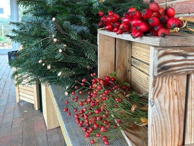 Nahaufnahme von Tannenzweigen und roten Beeren auf einem Holztisch.