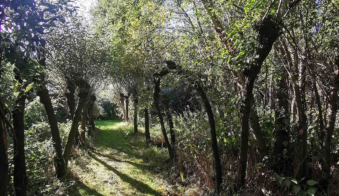 Ein schmaler, grasbewachsener Pfad führt durch einen Tunnel aus Weidenbäumen, die das Sonnenlicht filtern.