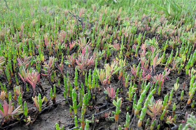Salzwiesenführung - In Neptuns Vorgarten