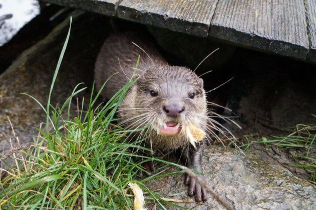 Tierisch viel Spaß
