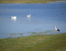 Zwei Schwäne schwimmen im Wasser, während ein Storch am Ufer steht.