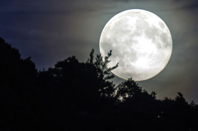 Vollmond über einer Baumreihe bei Nacht.