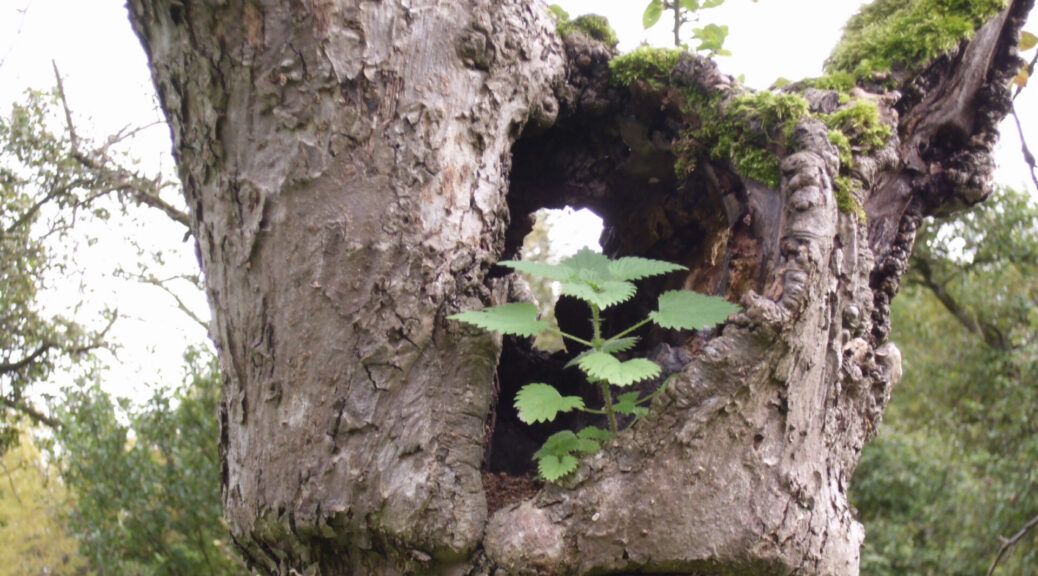Ein Baum