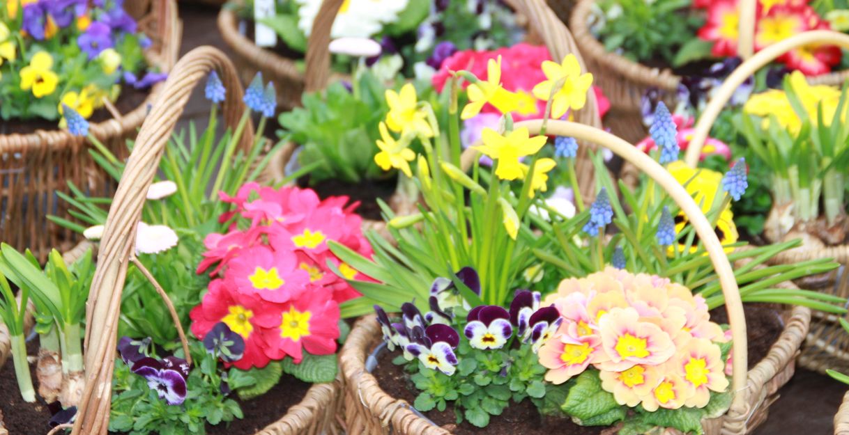Körbe mit bunten Frühlingsblumen auf einem Markt.