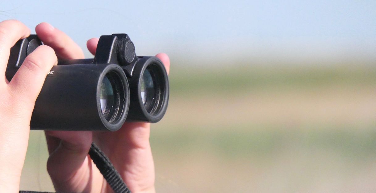 Führung: Die Vogelwelt im Meldorfer Speicherkoog