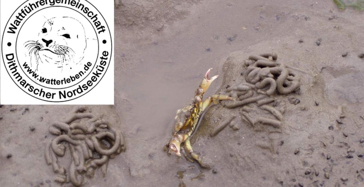 Eine tote Krabbe liegt im Watt neben Sandwurmspuren. Oben links ist das Logo der Wattführergemeinschaft Dithmarscher Nordseeküste zu sehen.