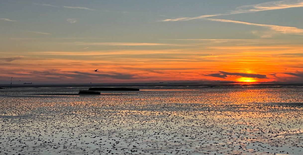 Sonnenuntergang über einem Watt mit einem Vogel am Himmel.