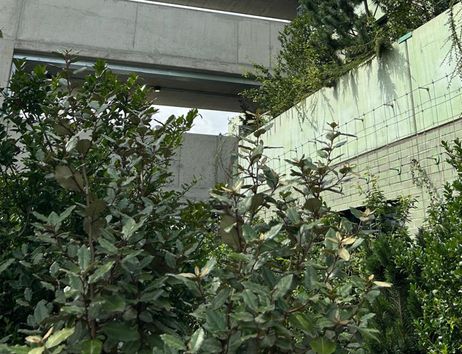 Grüne Pflanzen vor Betonwänden und Brückenstrukturen in einer urbanen Umgebung.