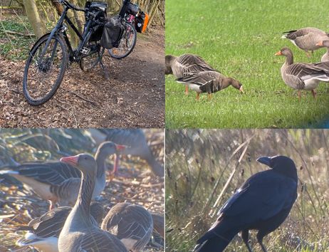 Fahrrad, Graugänse