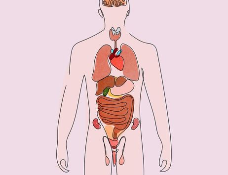 Illustration des menschlichen Körpers mit sichtbaren inneren Organen auf rosa Hintergrund.