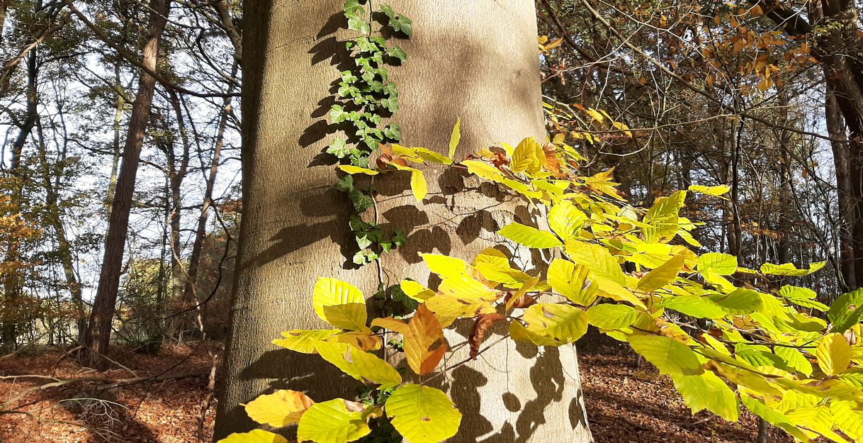 Buchenlaub im Herbst