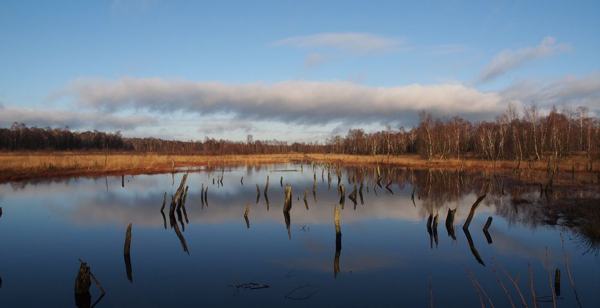 Foto von einem Moor mit viel Wasser und brauner Vegetation