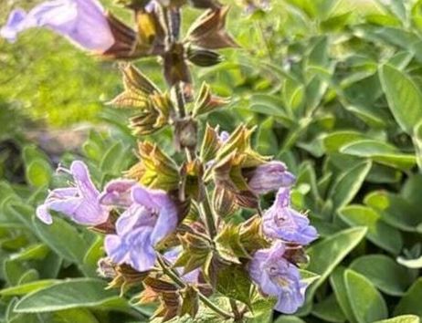 Nahaufnahme von blühendem Salbei mit lila Blüten und grünen Blättern.