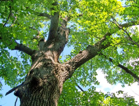 strahlendgrüne Eiche, von unten gegen den Himmel fotografiert
