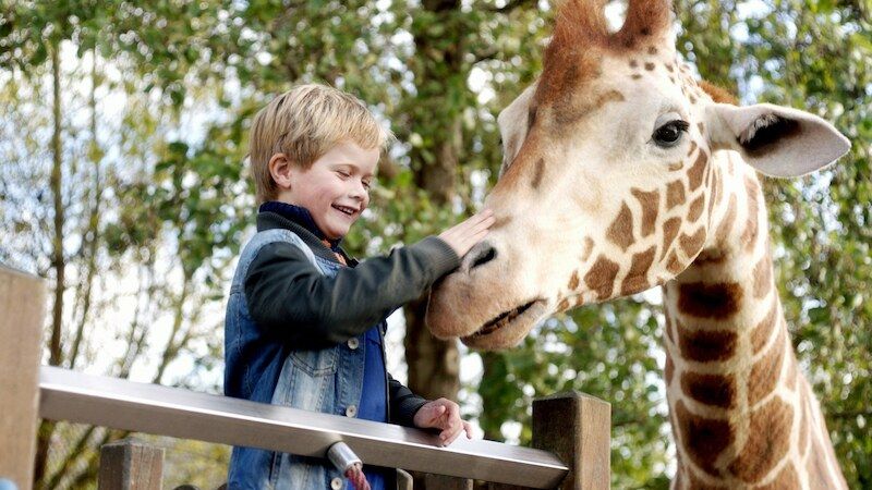 Ein Junge streichelt eine Giraffe über einen Zaun hinweg in einem Zoo.