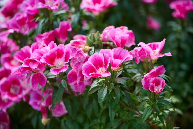 Nahaufnahme von pinken Blüten im Garten.