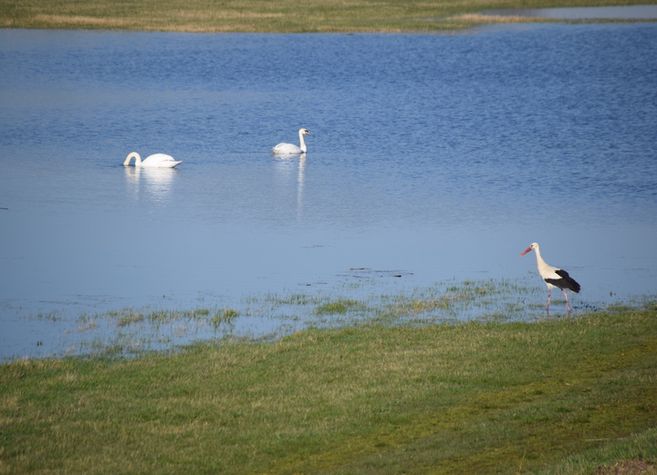 Zwei Schwäne schwimmen im Wasser, während ein Storch am Ufer steht.