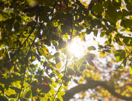 Sonnenlicht scheint durch grüne Blätter eines Baumes.