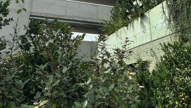 Grüne Pflanzen vor Betonwänden und Brückenstrukturen in einer urbanen Umgebung.