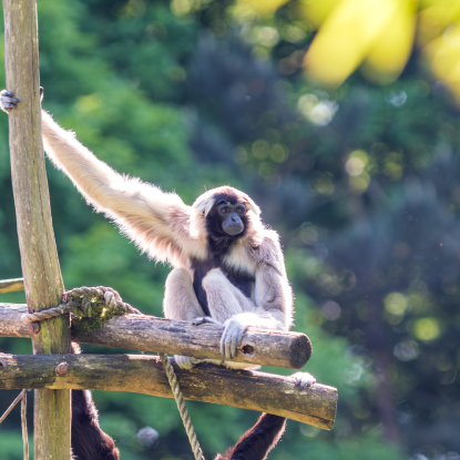 Sommersafari Gibbon (2), © Zoo Schwerin