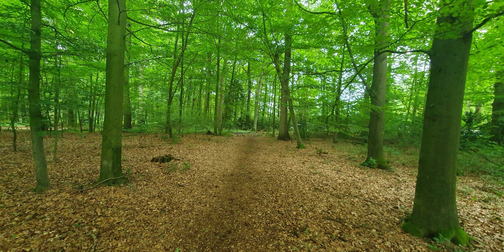 Wald, © Sandra Malissa