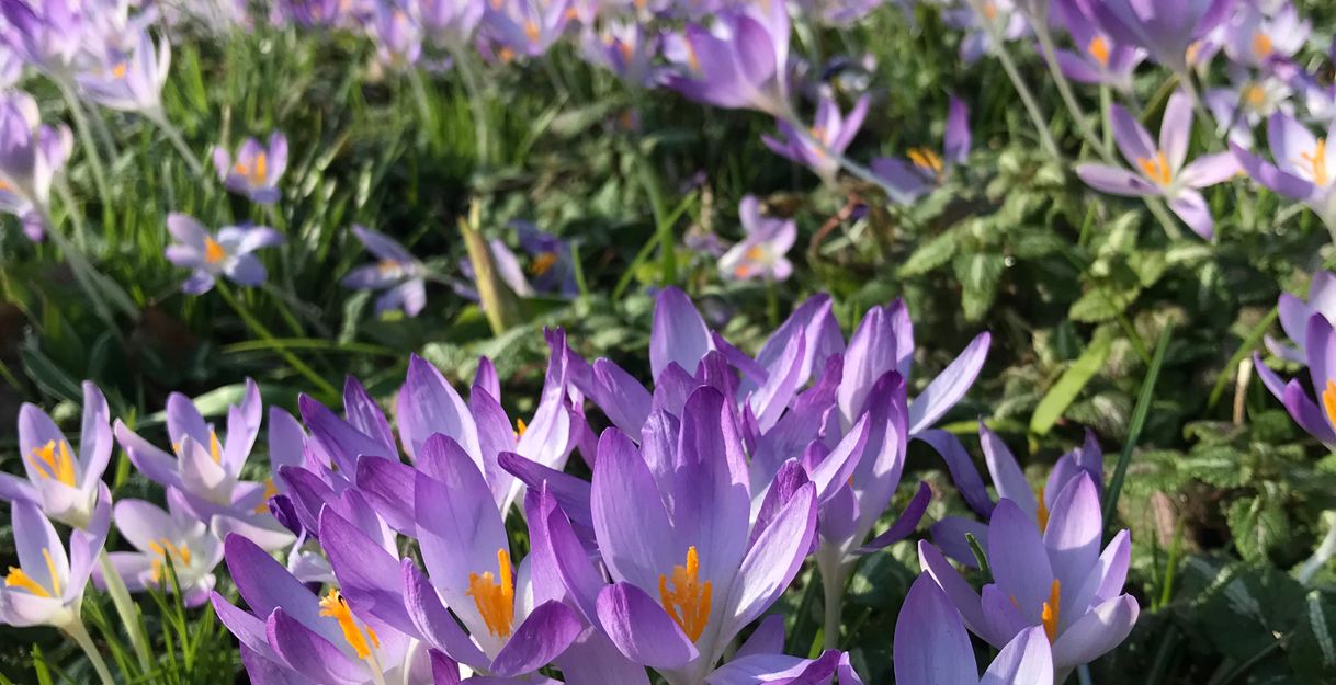 Krokusse in der Blüte 