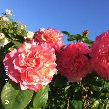 Rosen aus dem Süden, © links im Bild