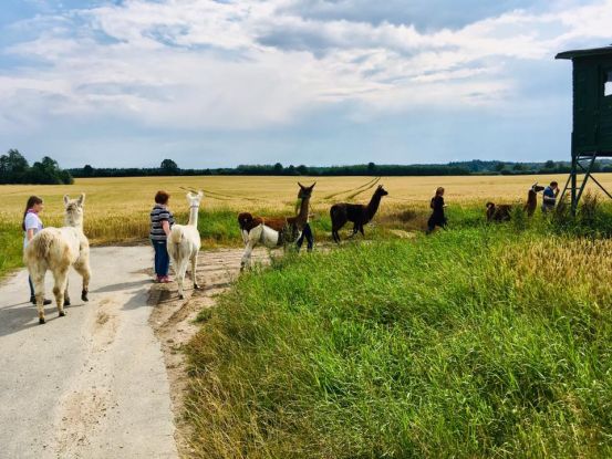Lama-Spaziergang, © Silke Christensen