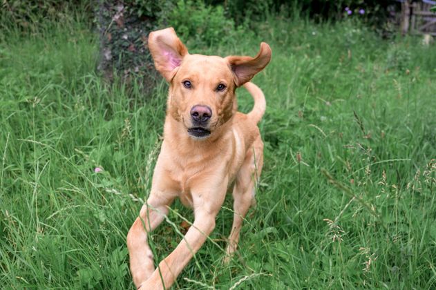 Blonder Labrador kommt im Gras gelaufen