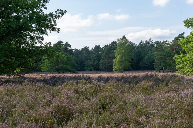 Naturparktag - Entkusseln in Bockelmanns Heide