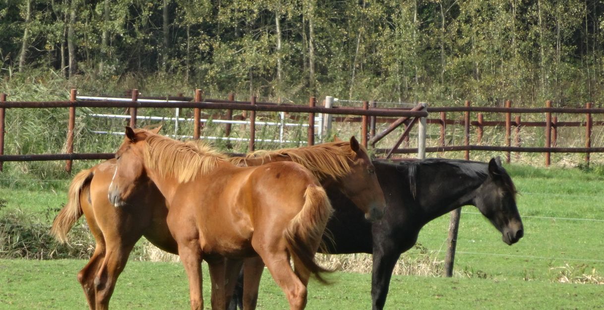 Drei Pferde stehen auf einer grünen Wiese vor einem Holzzaun.