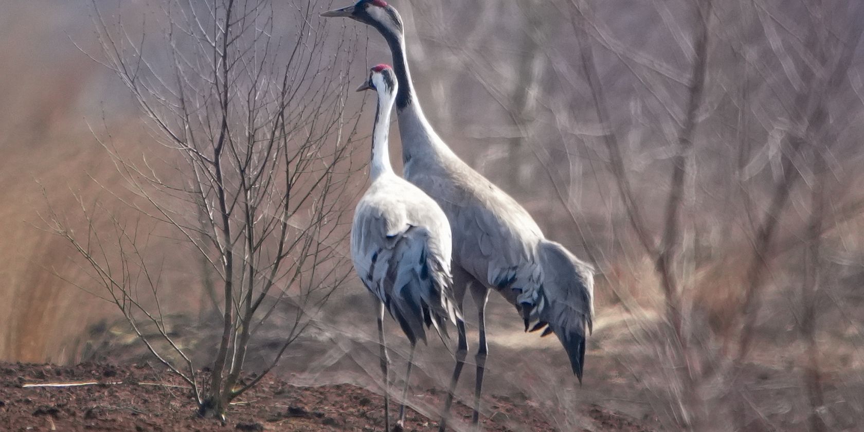 Kraniche im Moor, © Rainer Reimer