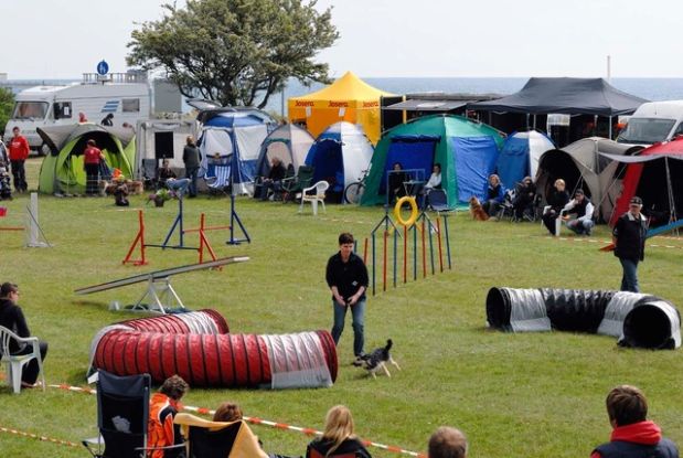 Tag des Hundes 2025, © Baltic Seals, Hundeschule ArtHundWeise