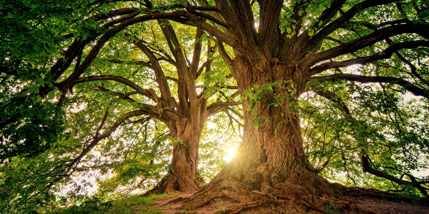 Baum, © kostenloses Foto von Pixabay