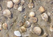 Schutzstation Wattenmeer e.V.