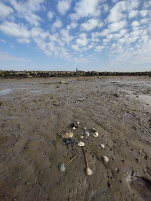 Wattenmeer im Wandel-Die Flora & Fauna des Watts im Zeichen der Klimaveränderung, © NPH