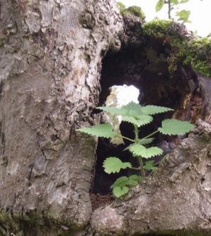 Ein Baum