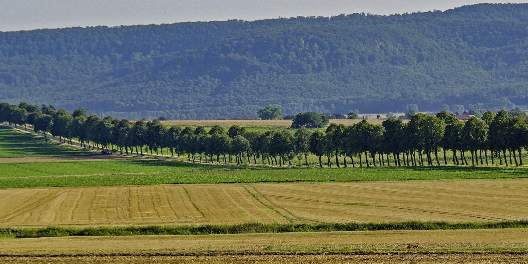 Lindenallee südlich Springe, © Ansgar Hoppe