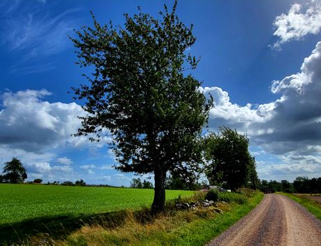 Landschaft mit Feldweg, grünem Acker, Baum und dramatischem Wolkenhimmel.
