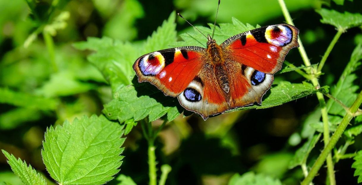 Bild von Couleur auf Pixabay