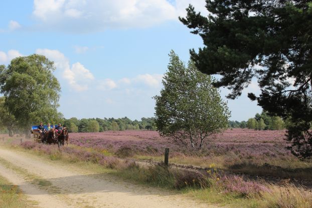kutschfahrt-in-der-heide-2014-jg-3, © Schneverdingen Touristik