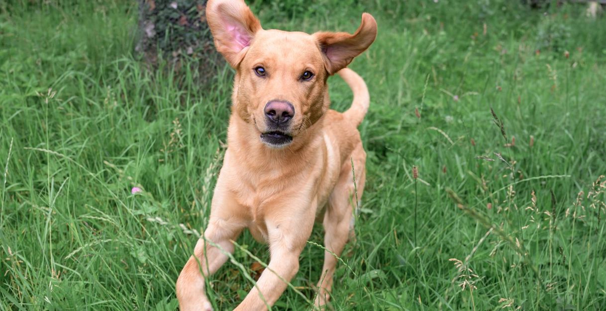 Blonder Labrador kommt im Gras gelaufen