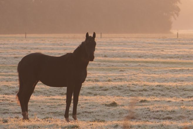 Ein schwarzes Pferd steht auf einer frostigen Wiese im Morgenlicht.