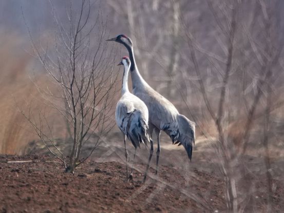 Kraniche im Moor, © Rainer Reimer