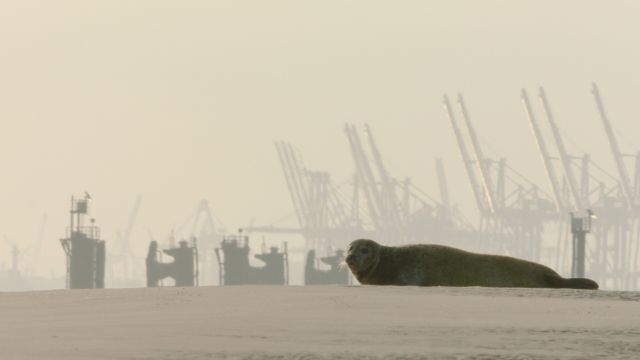 Tierisches Hamburg, © Doclights