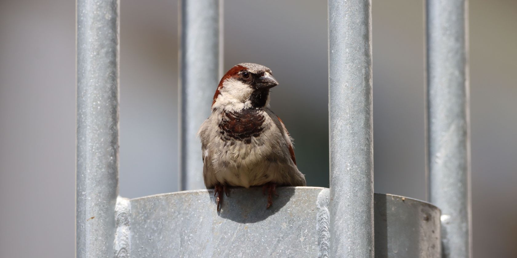 Spatz in der HafenCity, © Simon Hinrichs