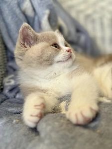 Delicat Katzenausstellung 1.jpg